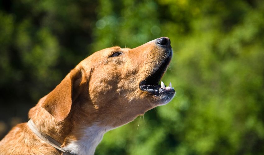 The Ultimate Guide to the Best Dog Training Techniques for Different Breeds